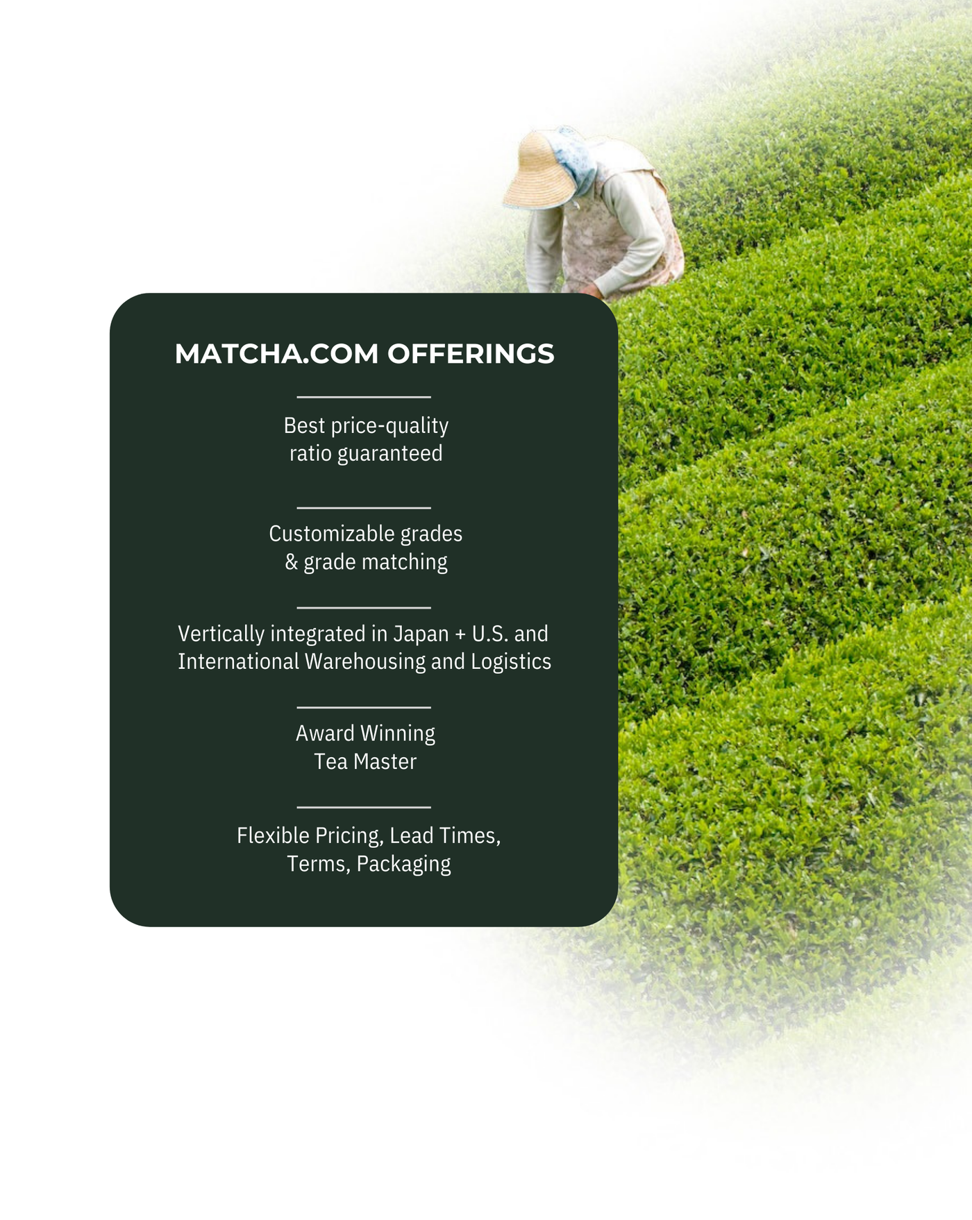 ORGANIC CAFE MATCHA